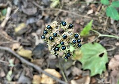 Allium tricoccum