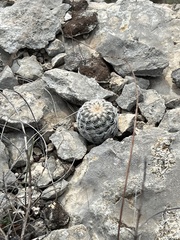 Echinocereus reichenbachii caespitosus