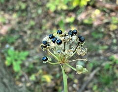 Allium tricoccum