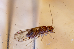 Ectopsocus petersi