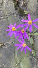 Felicia filifolia