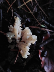Clavulina rugosa