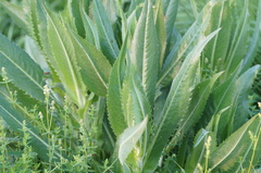 Cirsium canum