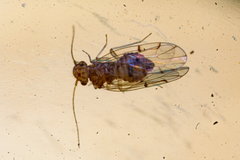 Ectopsocus petersi