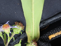 Symphyotrichum puniceum puniceum