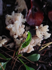 Clavulina rugosa