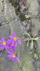 Felicia filifolia