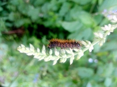 Spilosomina