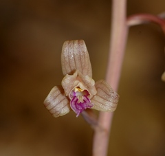 Bletia revoluta