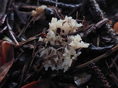 Clavulina rugosa