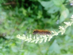 Spilosomina