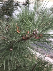 Pinus nigra