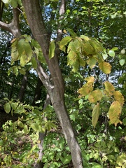 Carpinus caroliniana