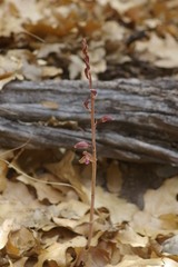 Bletia revoluta
