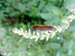 Spilosomina