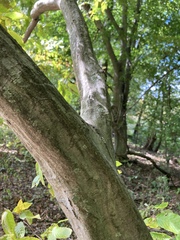 Carpinus caroliniana