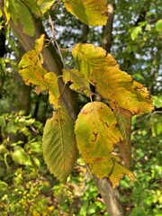 Carpinus caroliniana