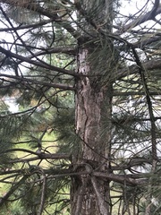 Pinus nigra