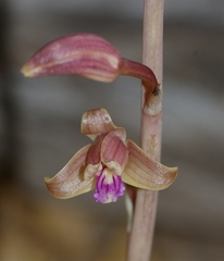 Bletia revoluta