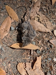 Peromyscus californicus
