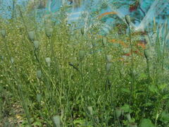 Papaver dubium stevenianum