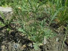 Papaver dubium stevenianum