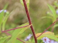 Symphyotrichum puniceum puniceum