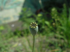 Papaver dubium stevenianum