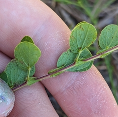 Chamaecrista rotundifolia