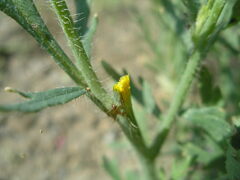 Papaver dubium stevenianum