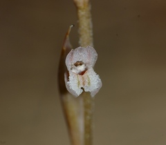 Schiedeella arizonica