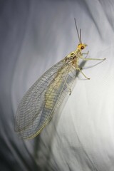 Nothochrysa fulviceps