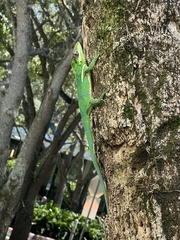 Anolis equestris