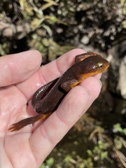 Taricha torosa