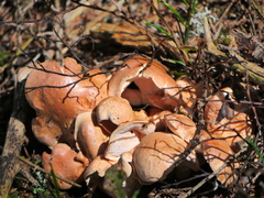 Albatrellaceae