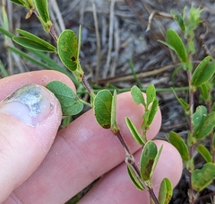 Chamaecrista rotundifolia
