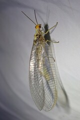 Nothochrysa fulviceps