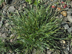 Aegilops cylindrica