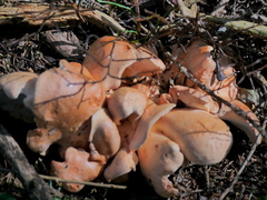 Albatrellaceae