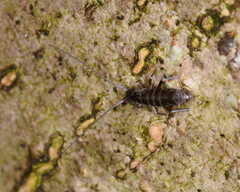 Collembola