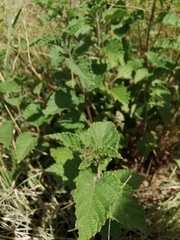 Varronia bullata