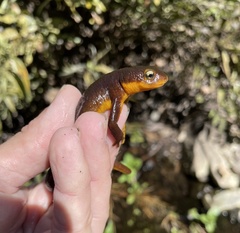 Taricha torosa