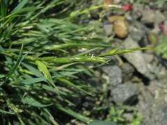 Aegilops cylindrica