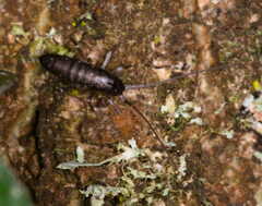 Collembola