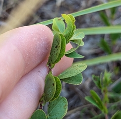 Chamaecrista rotundifolia