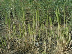 Phleum paniculatum