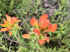 Castilleja glandulosa
