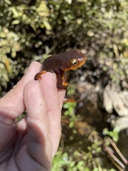 Taricha torosa