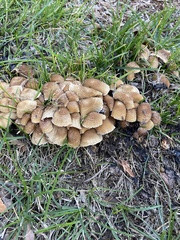 Pholiota terrestris