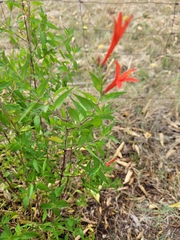 Anisacanthus quadrifidus